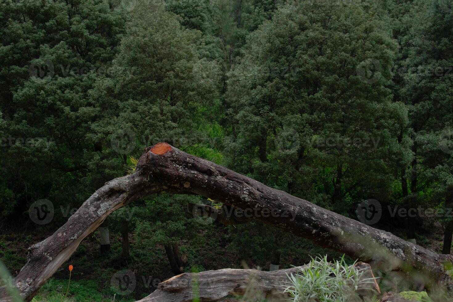 An image of a broken tree in the middle park lake photo