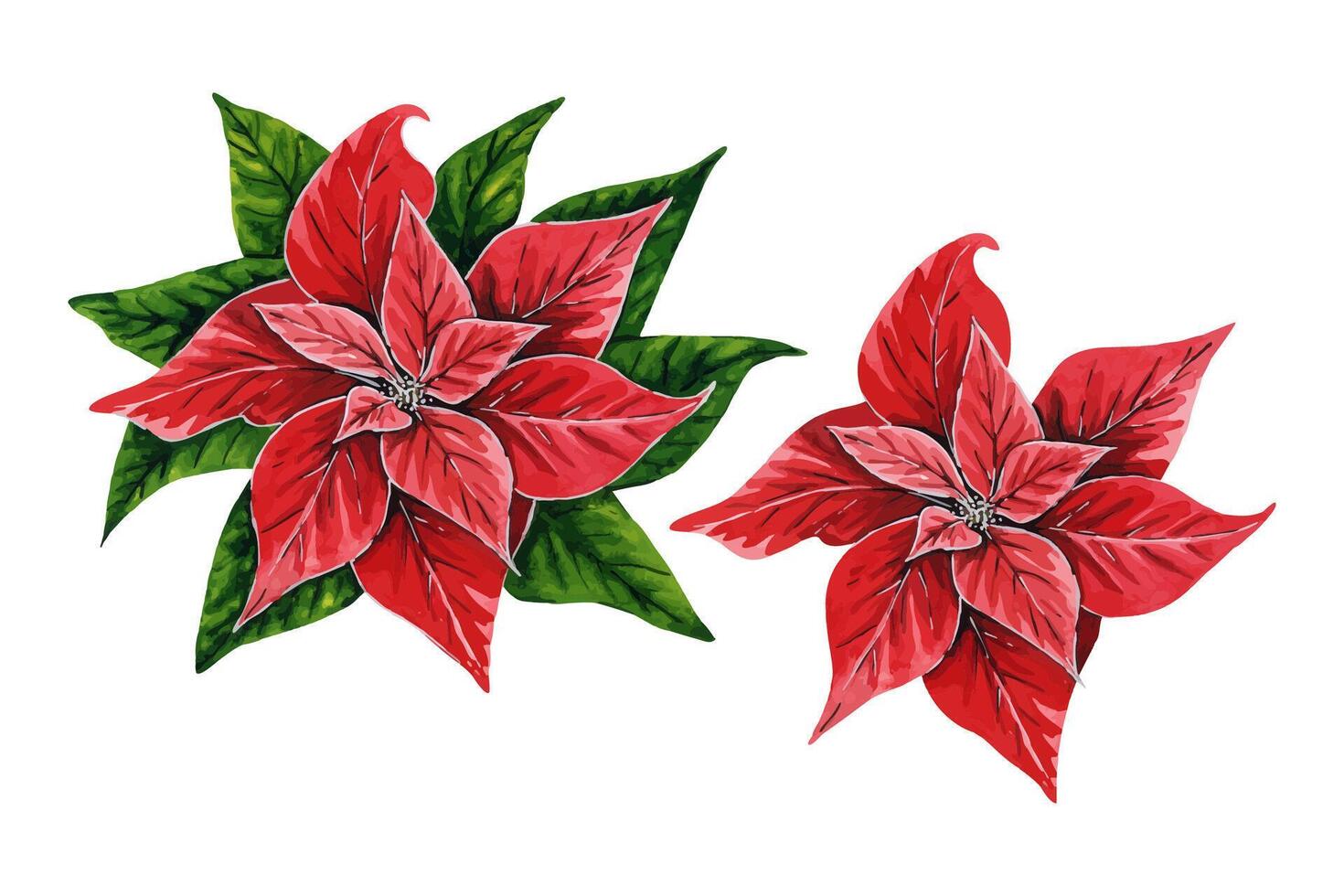 Christmas flowers poinsettia, hand drawn watercolor illustrations set isolated on white background. Floral illustration for Christmas decoration, patterns, textiles, stickers, postcards, invitations. vector