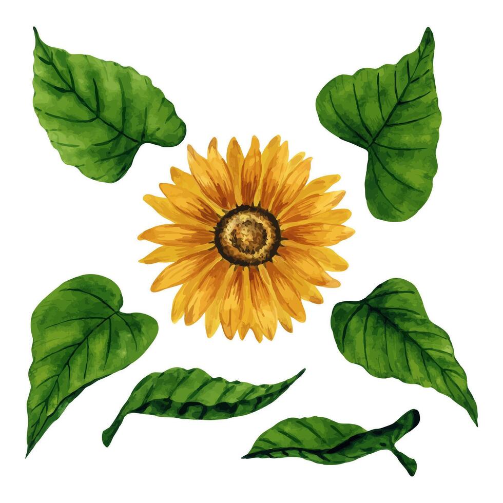 Watercolor sunflowers set with isolated flower and leaves for floral compositions and arrangements. Hand drawn botanical illustration. Design elements for postcard, invitation, logo, background vector