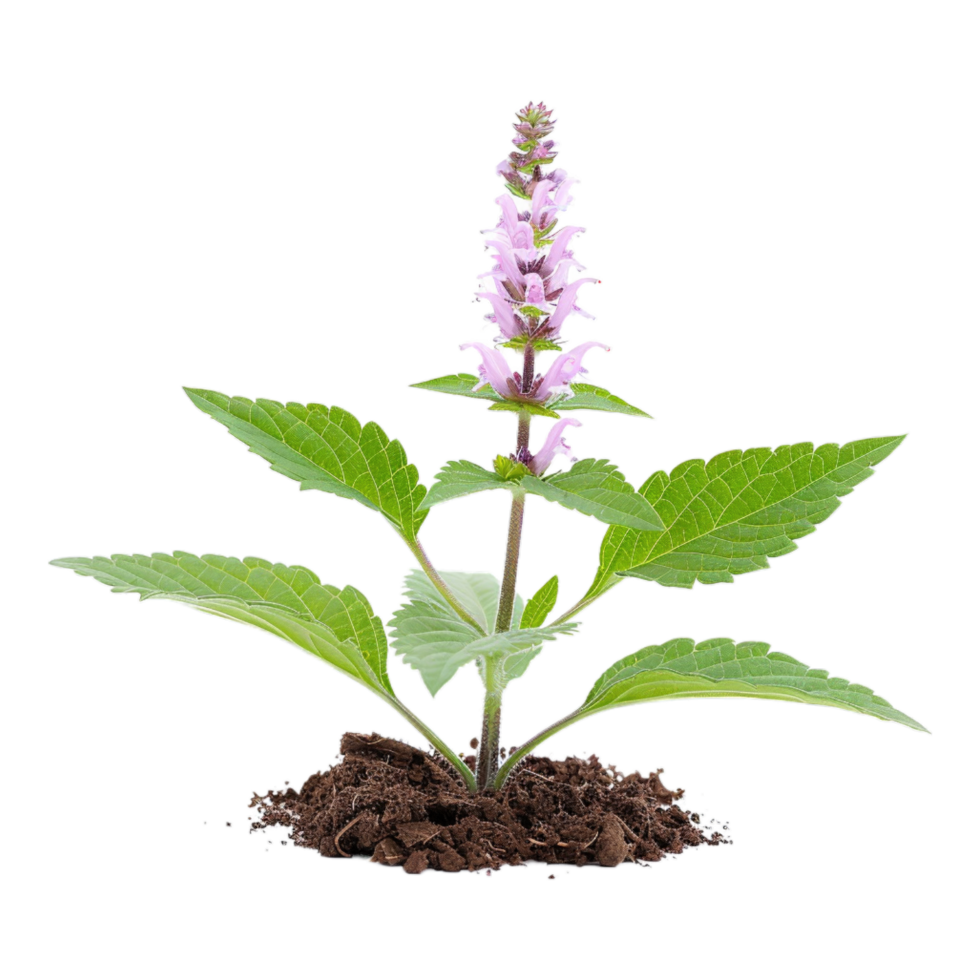 A plant with purple flowers in the dirt png