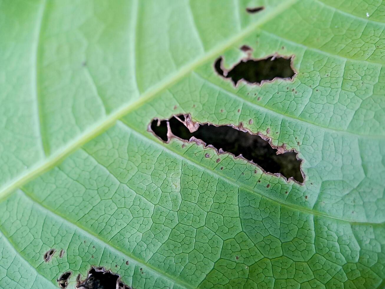 green leaf with numerous holes eaten by insects. The leaf veins and edges are clearly visible. photo
