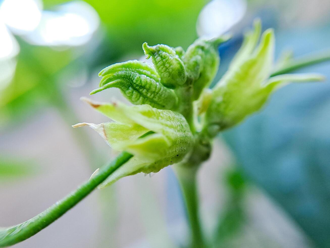 plant bud with delicate, green petals and a fuzzy texture. The bud is surrounded by a soft, blurred background. photo