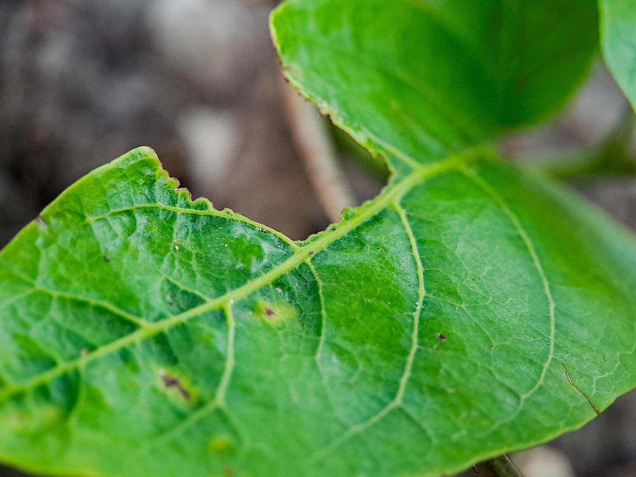 green leaf with numerous holes eaten by insects. The leaf veins and edges are clearly visible. photo