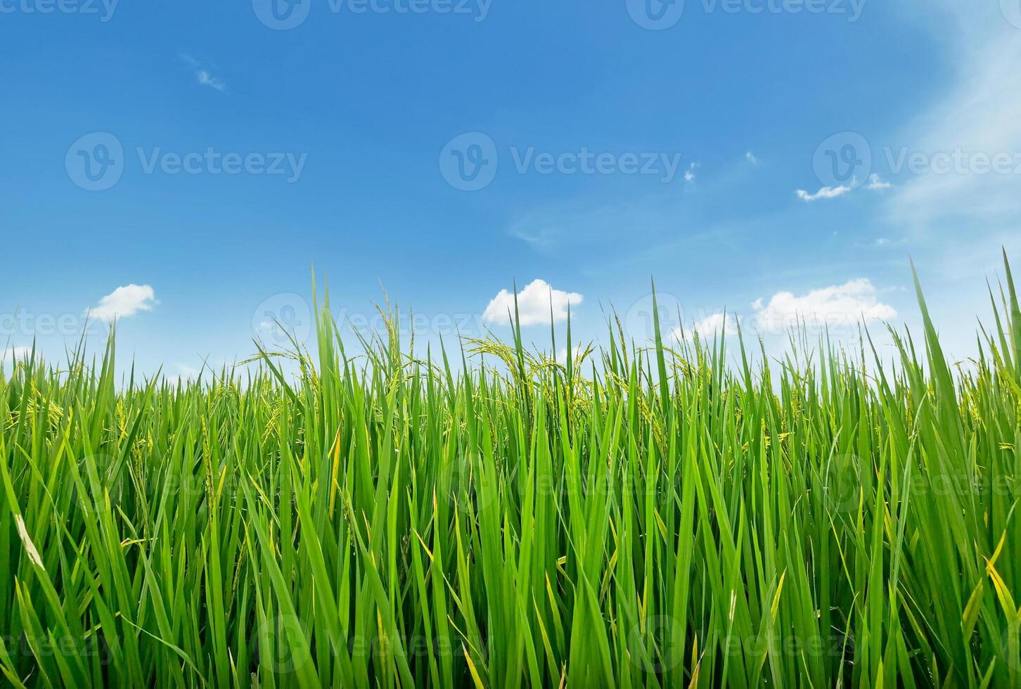 Green rice plants are blooming in the fields with the sky behind them. photo
