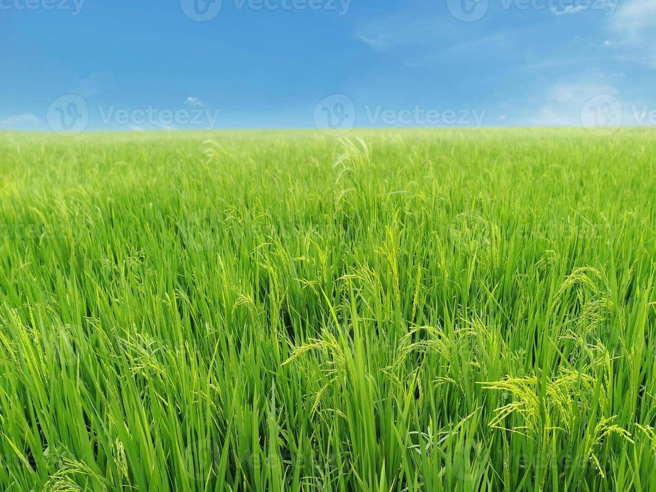 Lush green rice fields against a bright sky background. photo