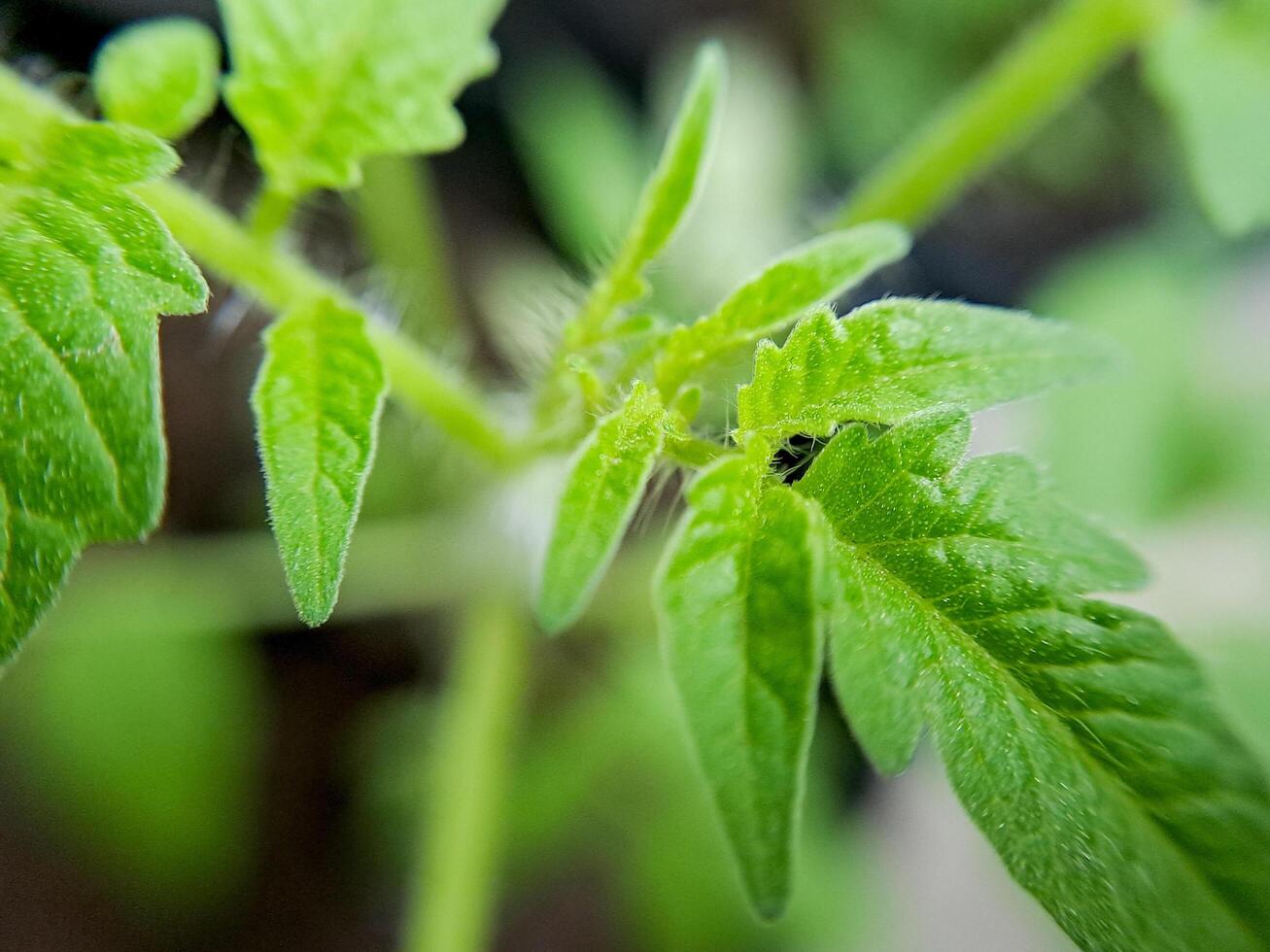 macro shot of a young tomato plant leaf, showcasing its vibrant green color and intricate details. Perfect for botanical, nature, gardening photo