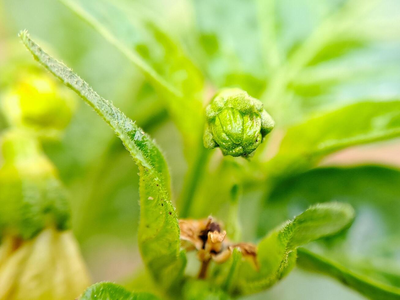 macro shot of a blooming chili pepper flower, showcasing its delicate petals and vibrant green color. Perfect for botanical, gardening. photo