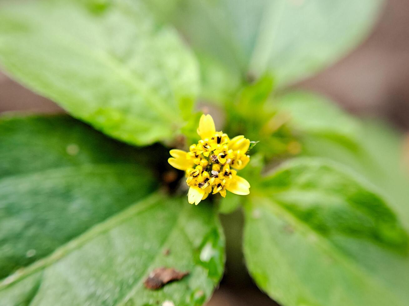 macro shot of a small, yellow wildflower with a cluster of tiny petals. photo