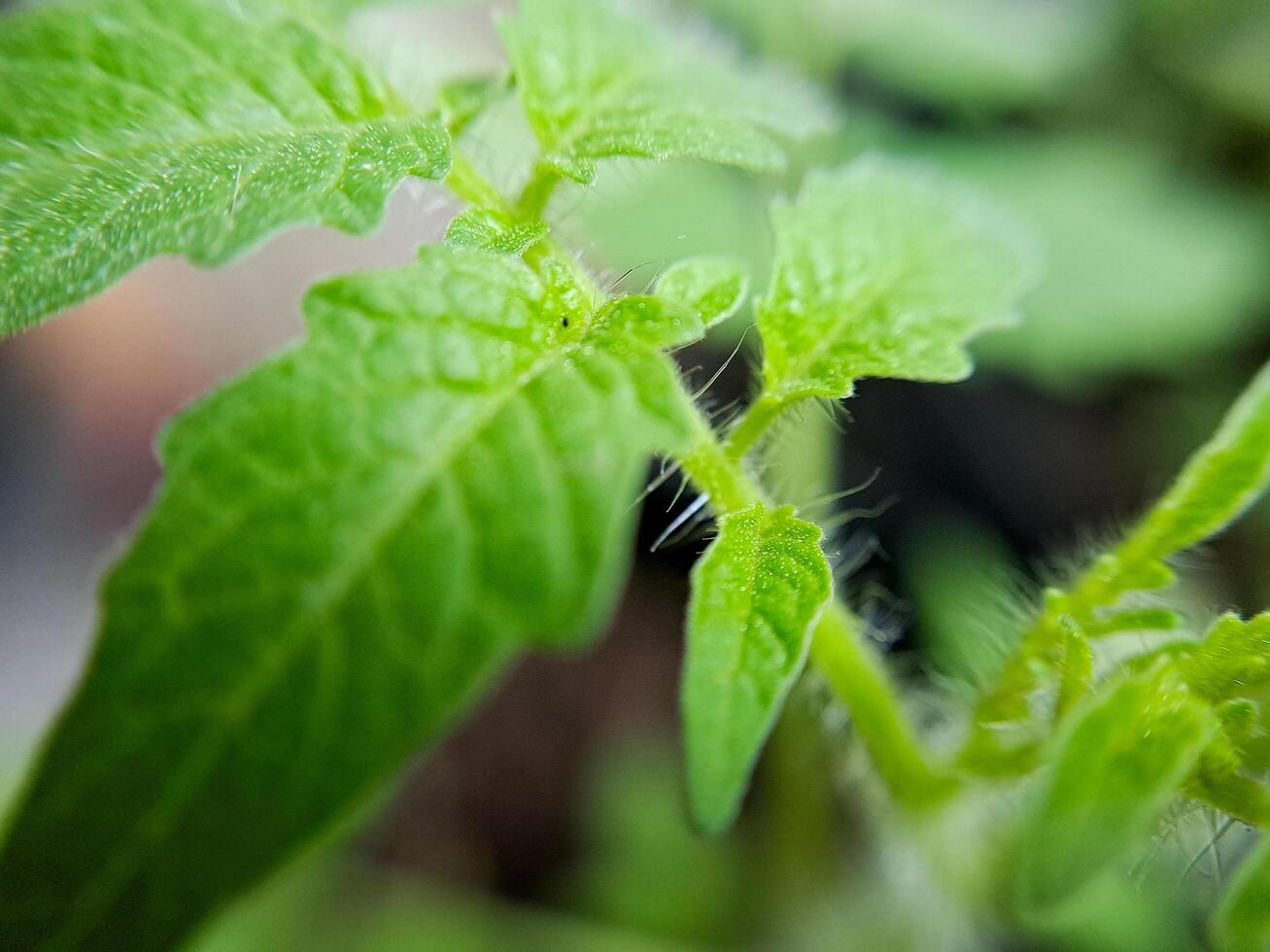 macro shot of a young tomato plant leaf, showcasing its vibrant green color and intricate details. Perfect for botanical, nature, gardening photo