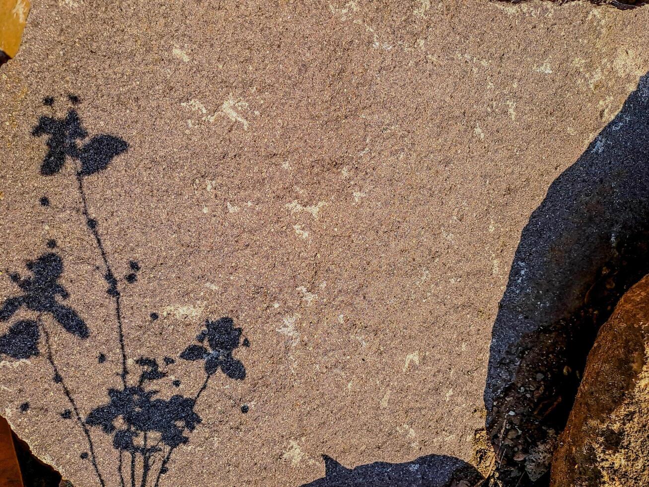 stark, black and white image of a tree branch shadow cast on a rough, textured concrete wall. Perfect for minimalist or abstract design projects. photo