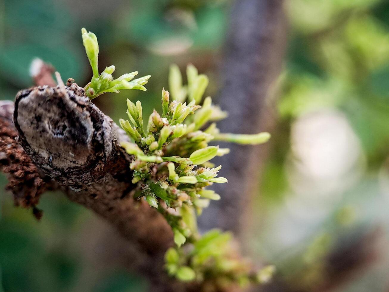 Cynometra cauliflora branch with green leaves and small, developing flowers. The bark is textured with small bumps and has a reddish brown hue. photo