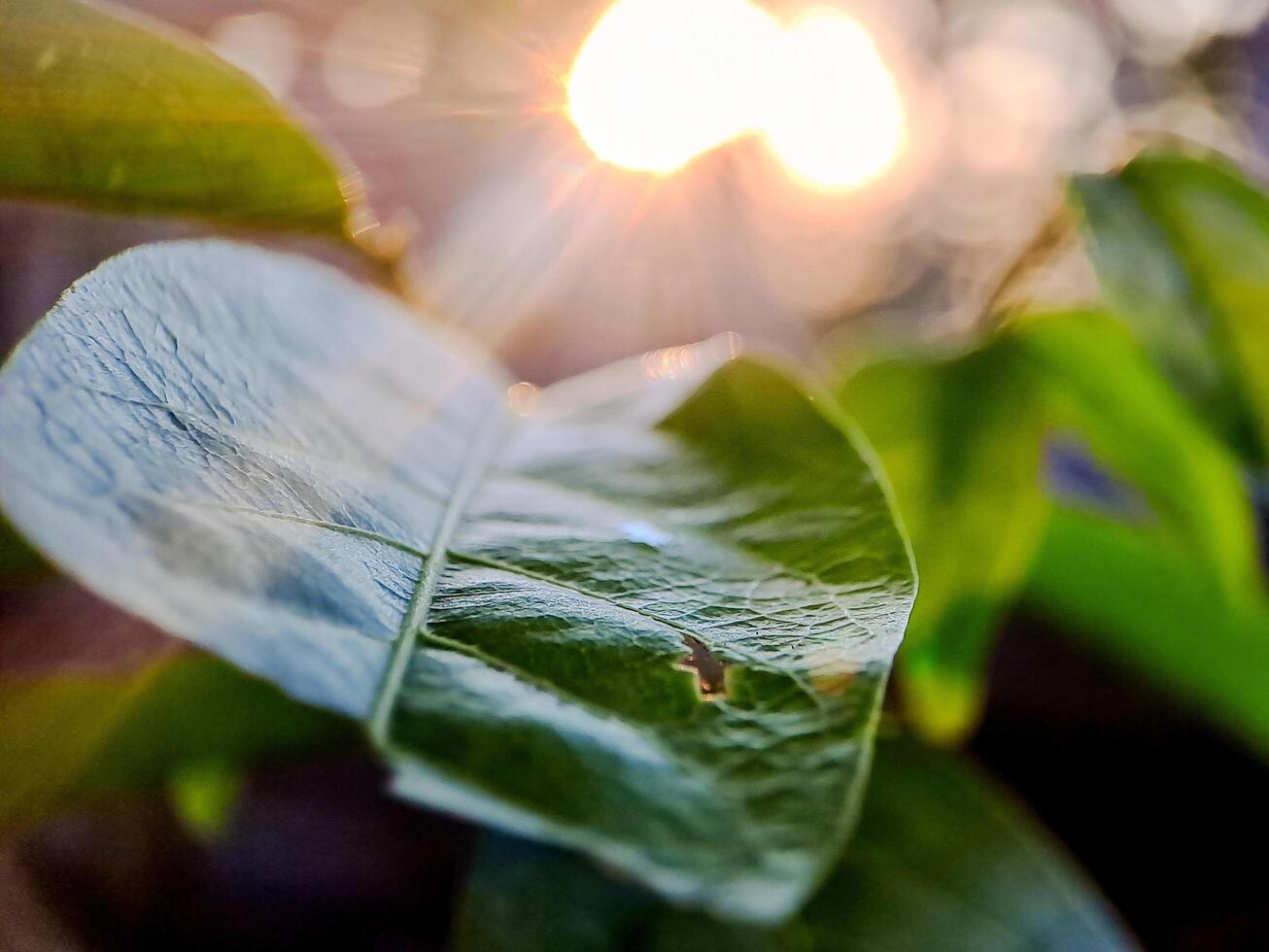 a green leaf bathed in sunlight, with a soft background and bokeh. photo