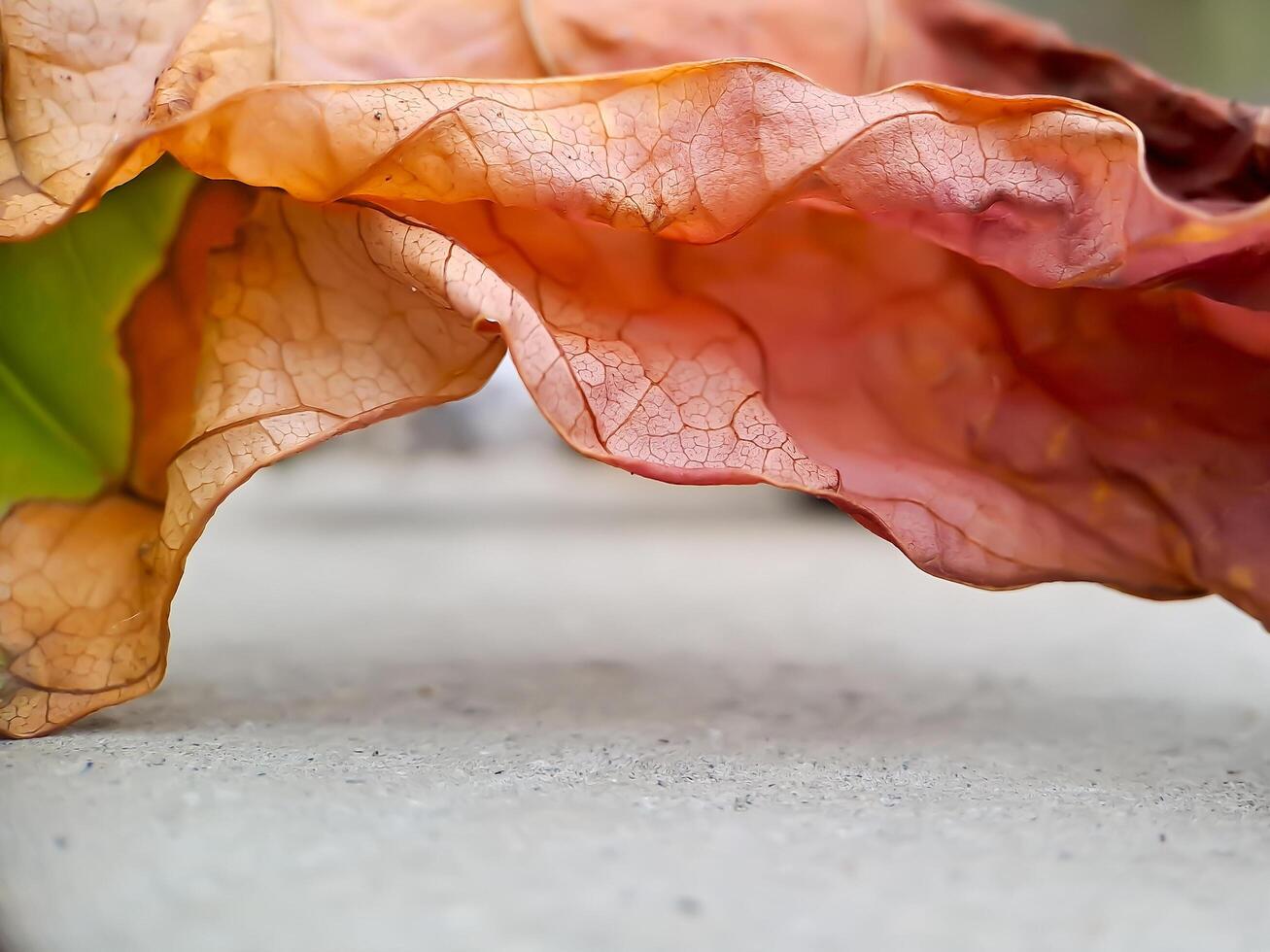 dried, reddish brown leaf with intricate veins and a wavy texture, resting on a concrete surface. photo