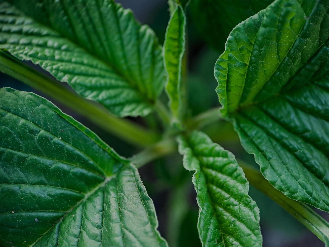 vibrant green leaves with intricate veins and textures. photo