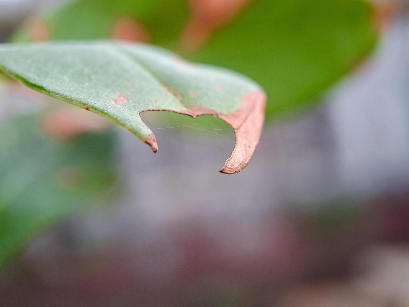 green leaf with numerous holes eaten by insects. The leaf veins and edges are clearly visible. photo