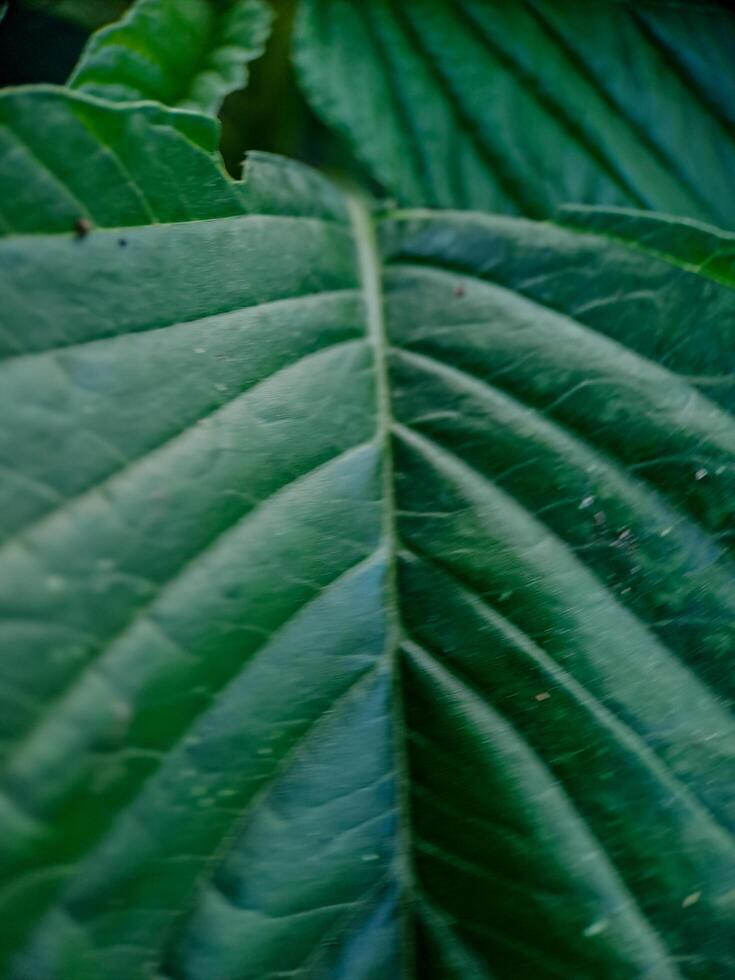 vibrant green leaves with intricate veins and textures. photo