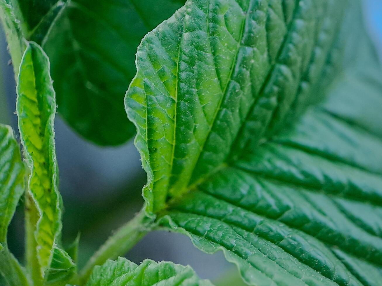 vibrant green leaves with intricate veins and textures. photo