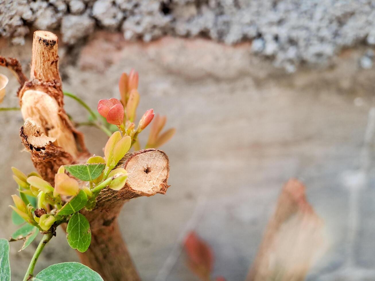 Cynometra cauliflora branch with green leaves and small, developing flowers. The bark is textured with small bumps and has a reddish brown hue. photo