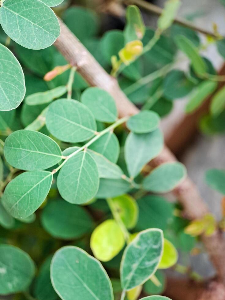 vibrant green leaves with intricate textures and veins. The leaves create a harmonious pattern photo
