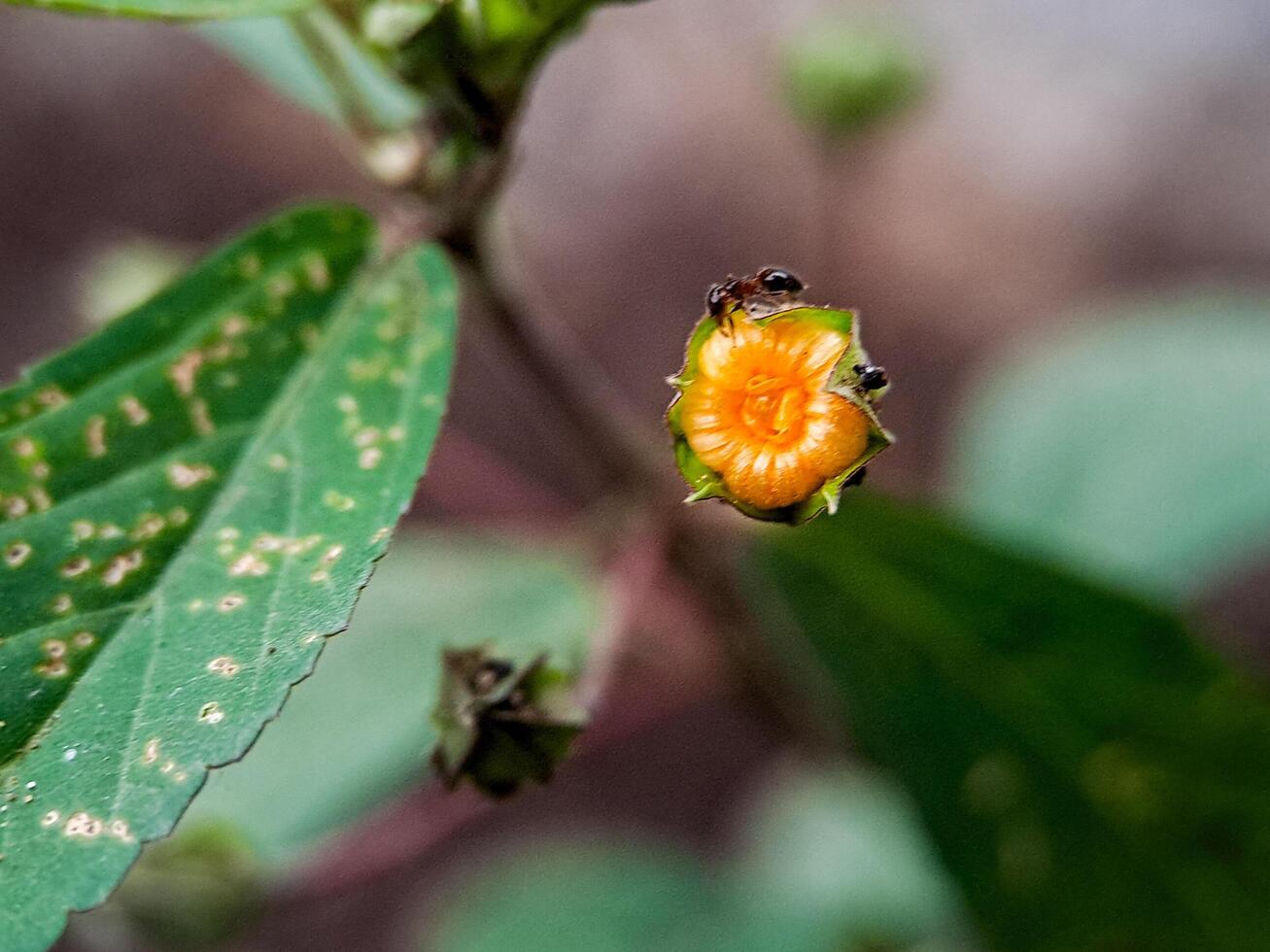 Physalis angulata groundcherry flower with small, orange fruits and several ants crawling around photo