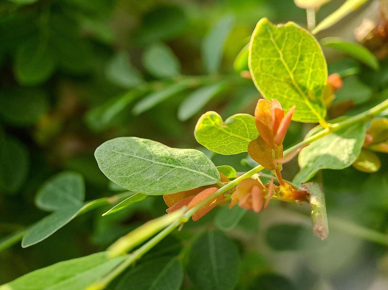 vibrant green leaves with intricate textures and veins. The leaves create a harmonious pattern photo