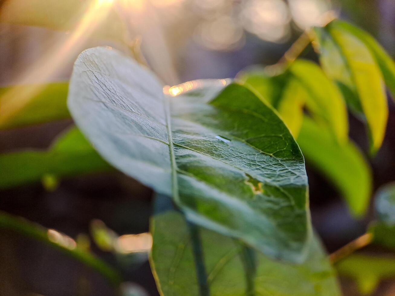 a green leaf bathed in sunlight, with a soft background and bokeh. photo