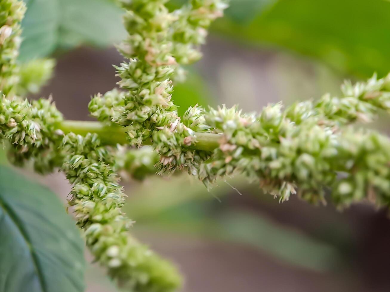 Amaranthus retroflexus smooth pigweed flowers. The flowers are small, green, and spiky photo