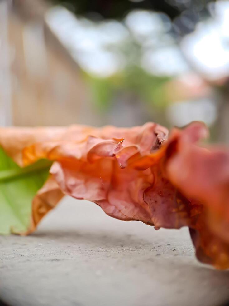 dried, reddish brown leaf with intricate veins and a wavy texture, resting on a concrete surface. photo