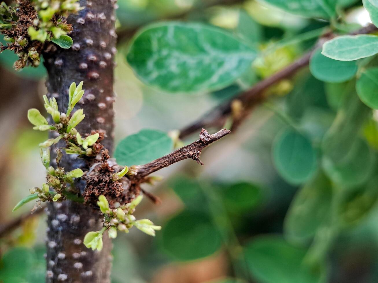 Cynometra cauliflora branch with green leaves and small, developing flowers. The bark is textured with small bumps and has a reddish brown hue. photo