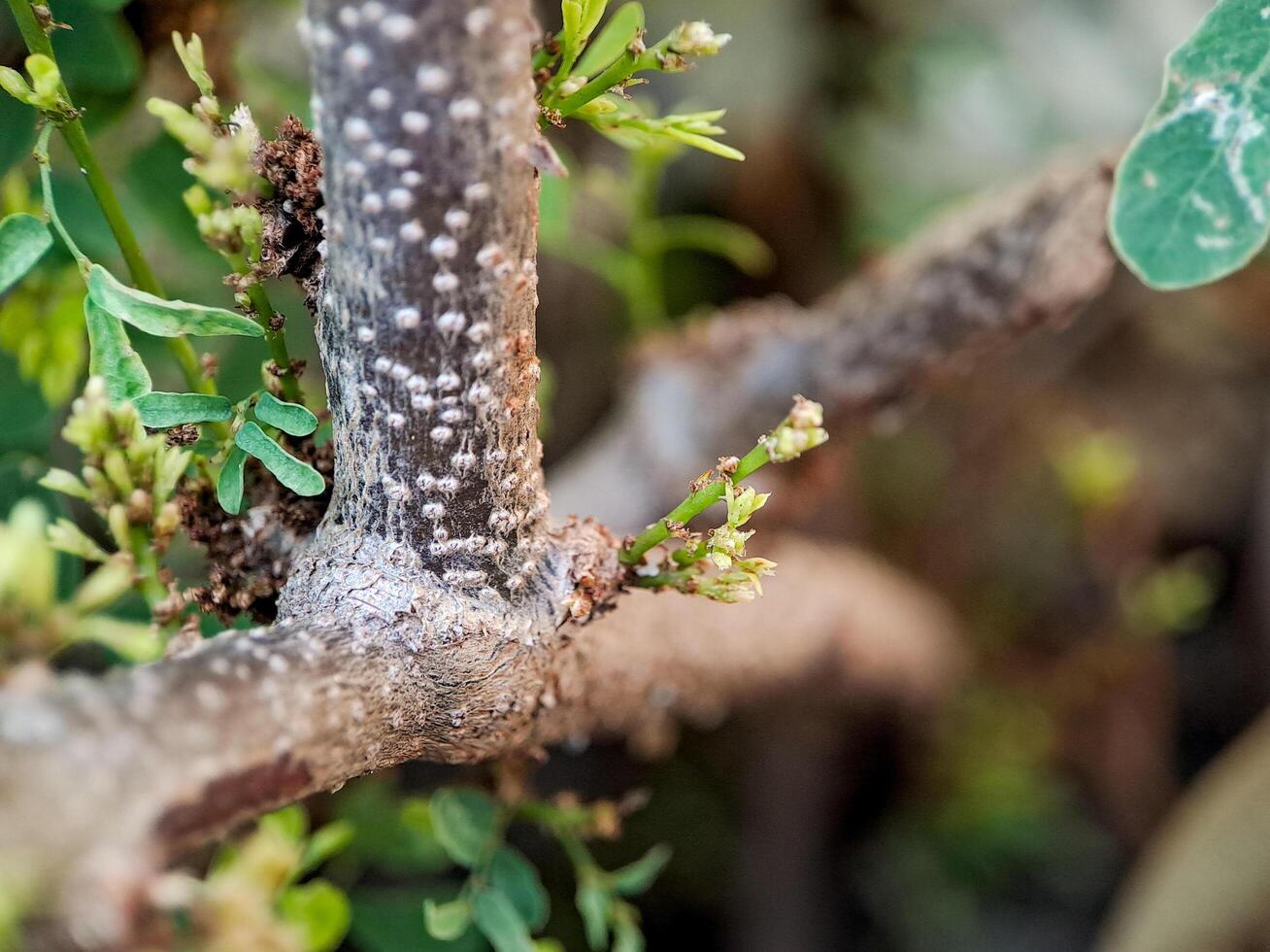 Cynometra cauliflora branch with green leaves and small, developing flowers. The bark is textured with small bumps and has a reddish brown hue. photo