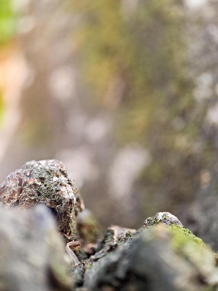 weathered bark with intricate textures and a soft, blurred green background photo