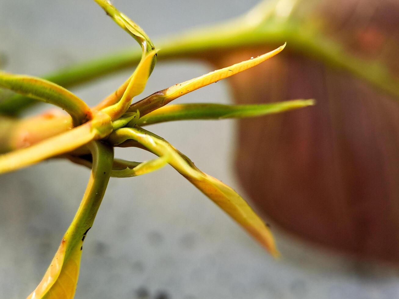macro shot of a delicate plant sprout with vibrant green and yellow hues. Perfect for botanical, nature. photo