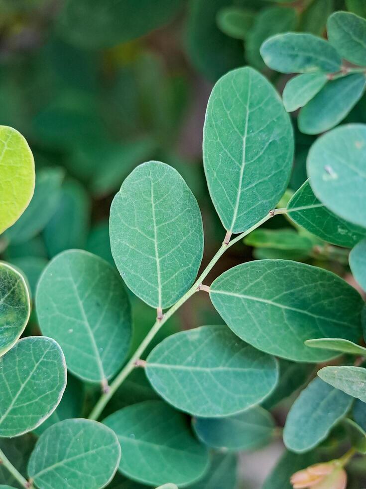 vibrant green leaves with intricate textures and veins. The leaves create a harmonious pattern photo