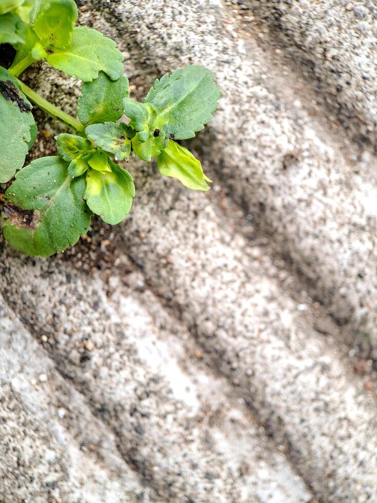 seacliff buckwheat with vibrant green leaves and textured stems growing on weathered rock. photo