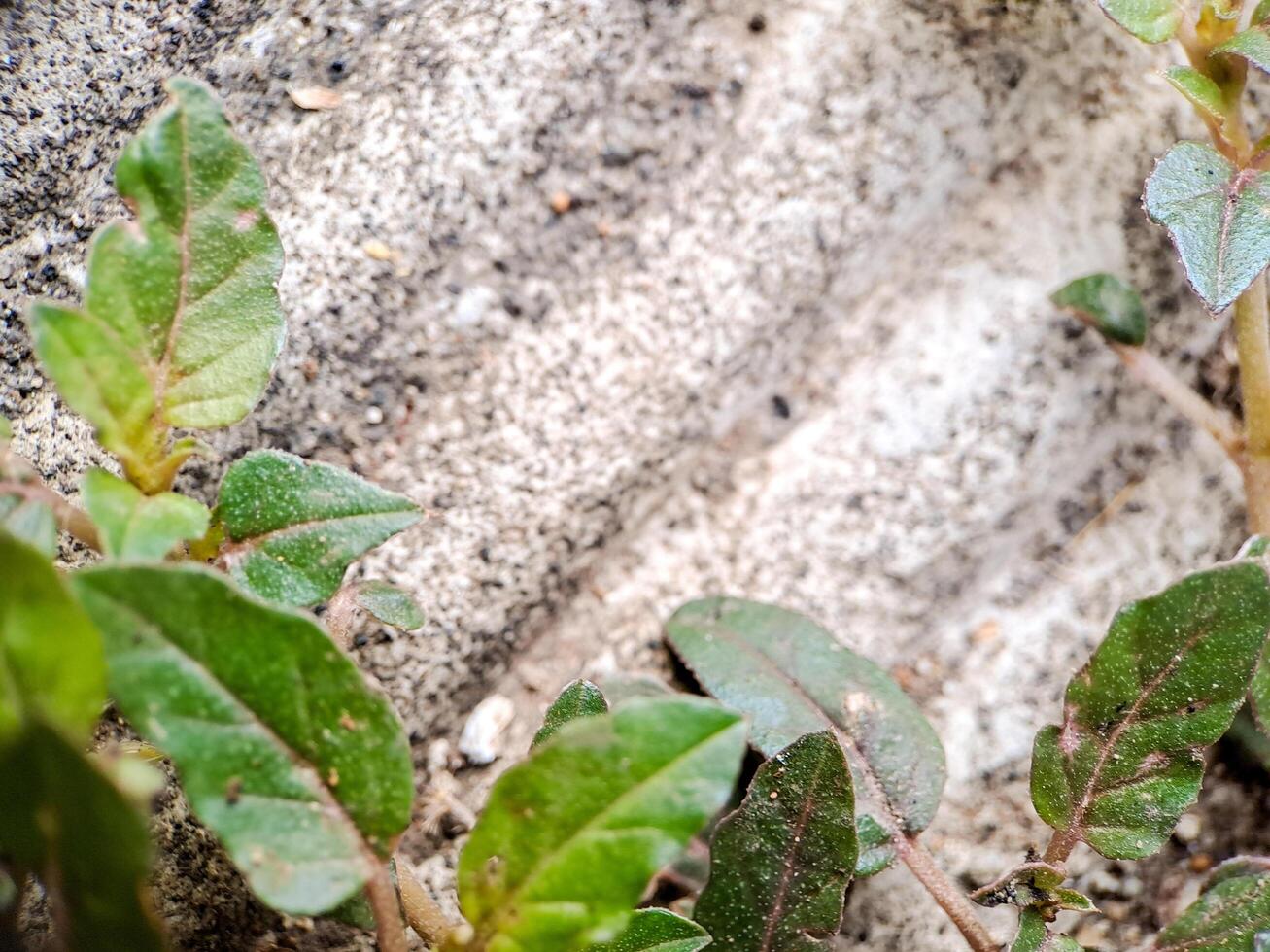 seacliff buckwheat with vibrant green leaves and textured stems growing on weathered rock. photo