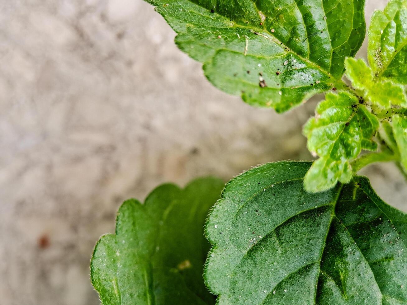 vibrant green leaves with intricate textures and veins. Perfect for nature themed projects or as a decorative element. photo