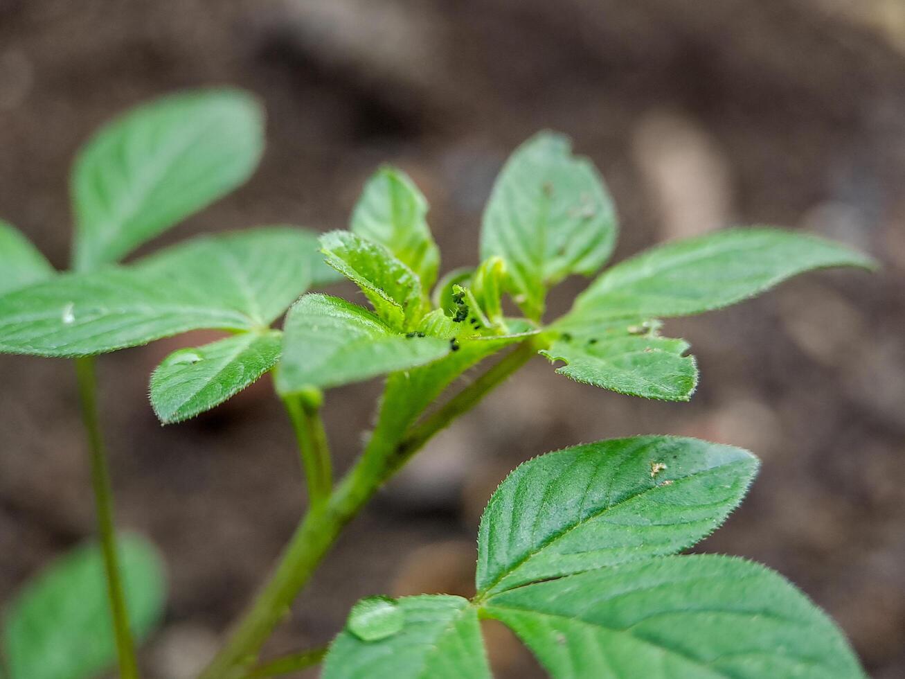 young Cleome rutidosperma plant with several unopened flower buds. The leaves are green and have a serrated edge photo