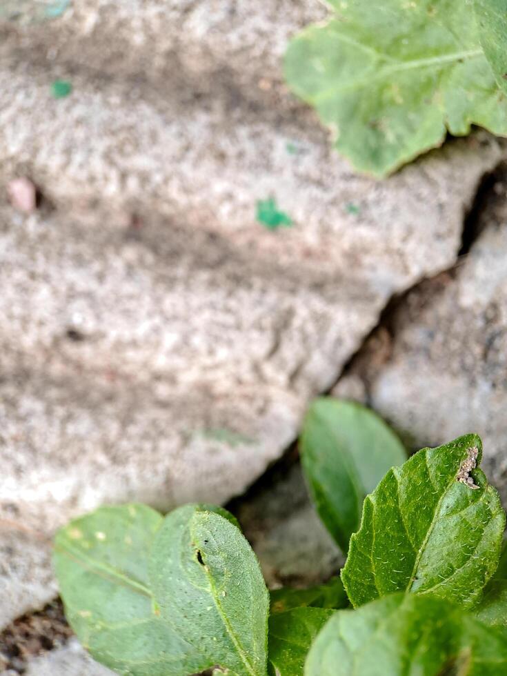 seacliff buckwheat with vibrant green leaves and textured stems growing on weathered rock. photo