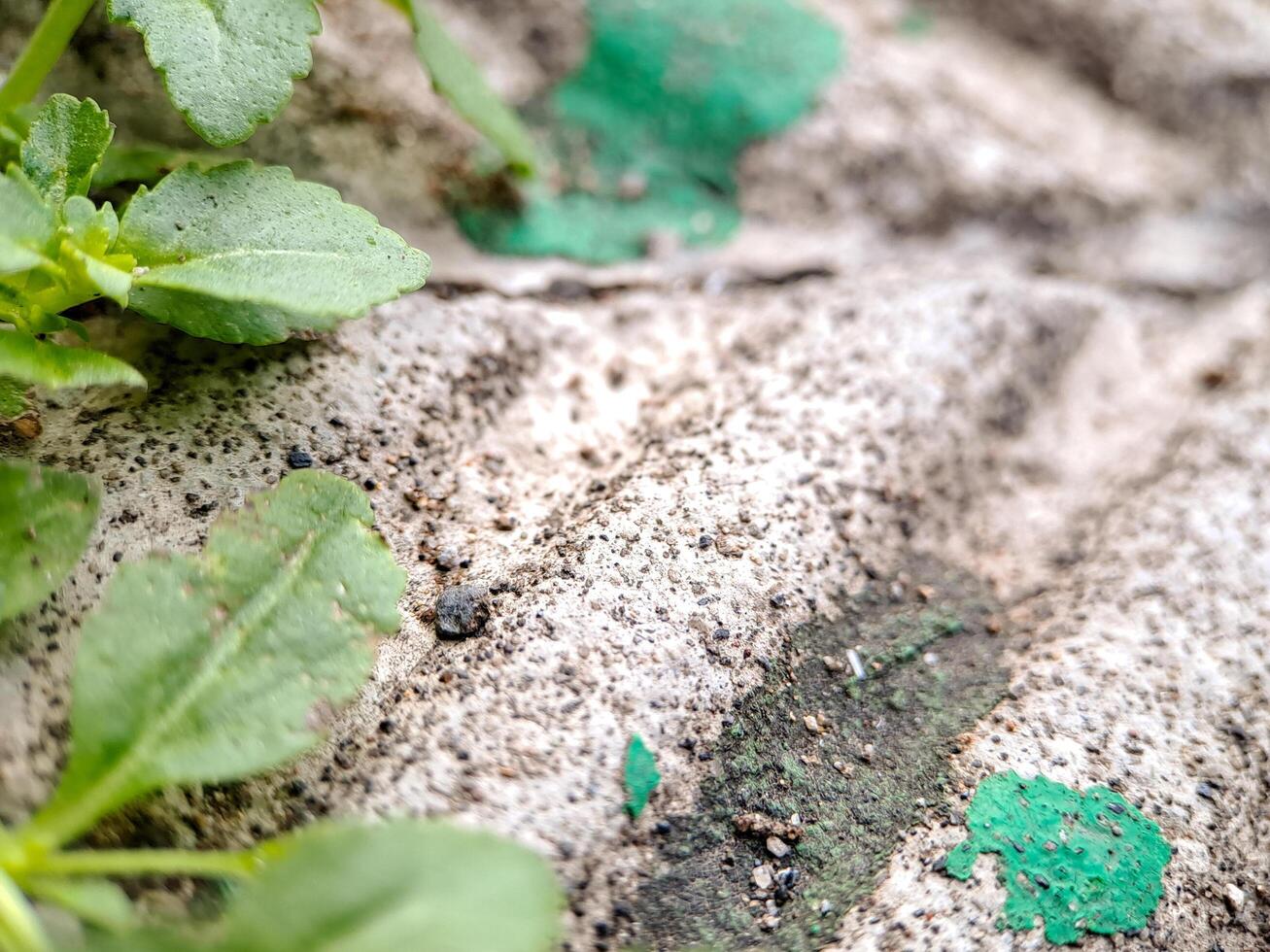 seacliff buckwheat with vibrant green leaves and textured stems growing on weathered rock. photo