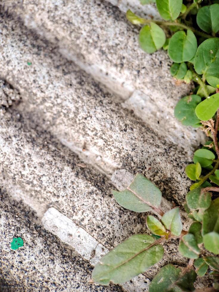 seacliff buckwheat with vibrant green leaves and textured stems growing on weathered rock. photo