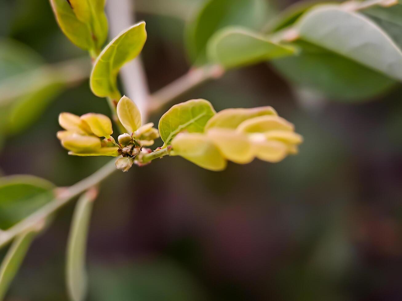 plant branch with emerging leaves. The leaves are green with reddish tips, and the stem is slender and brown. photo