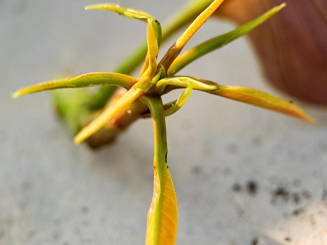 macro shot of a delicate plant sprout with vibrant green and yellow hues. Perfect for botanical, nature. photo