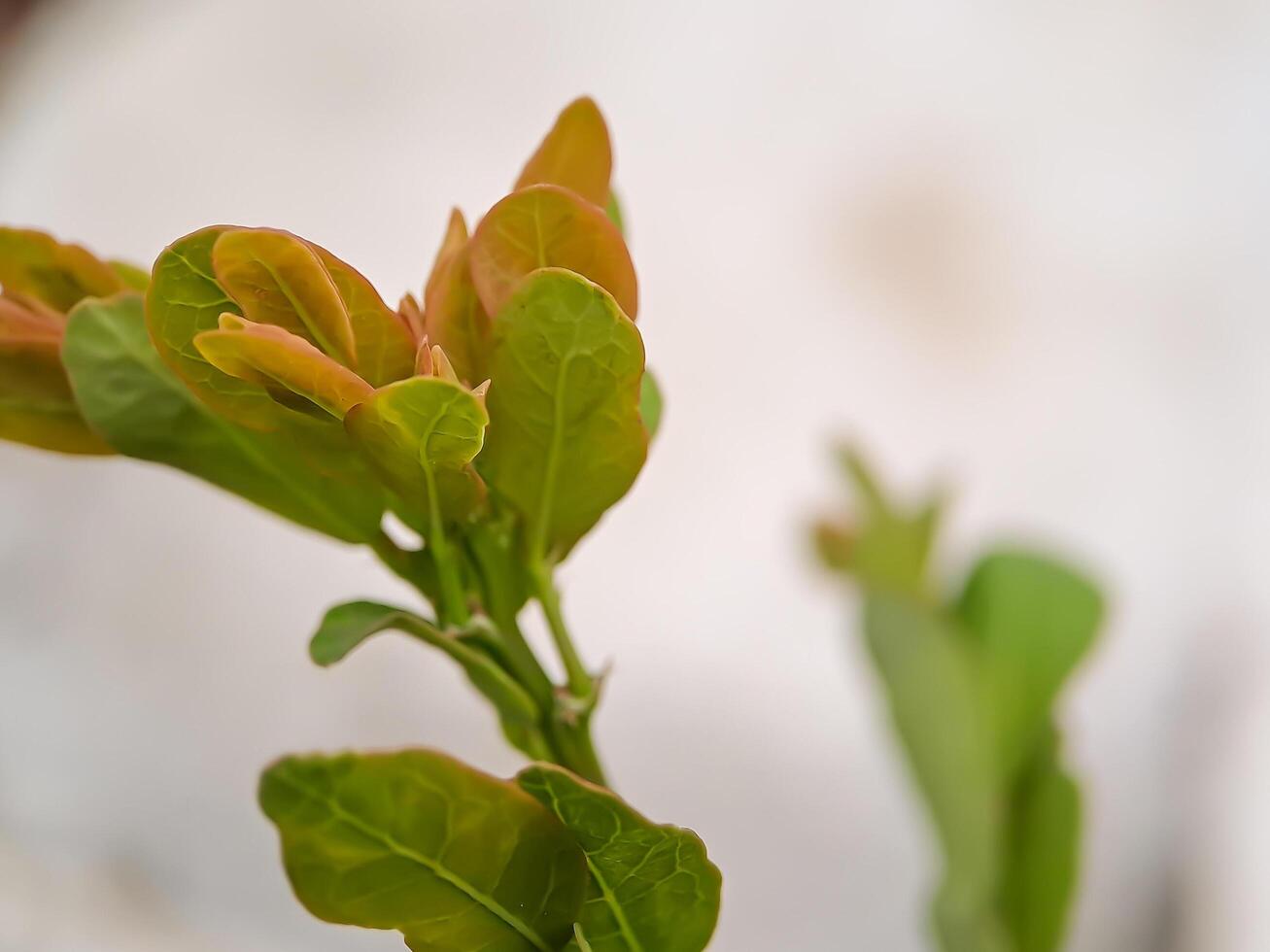 plant branch with emerging leaves. The leaves are green with reddish tips, and the stem is slender and brown. photo