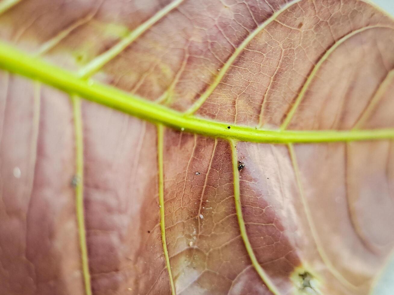 macro shot of a leaf with intricate veins and a vibrant color gradient. Perfect for botanical, nature, or texture. photo