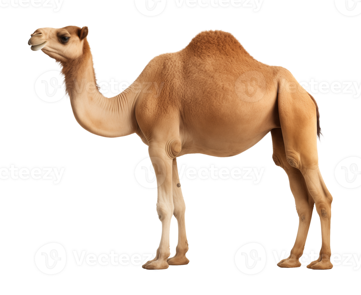Camel Isolated on Transparent Background png