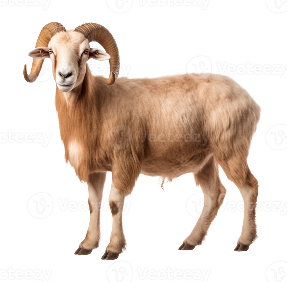 Bighorn Sheep Isolated on Transparent Background png