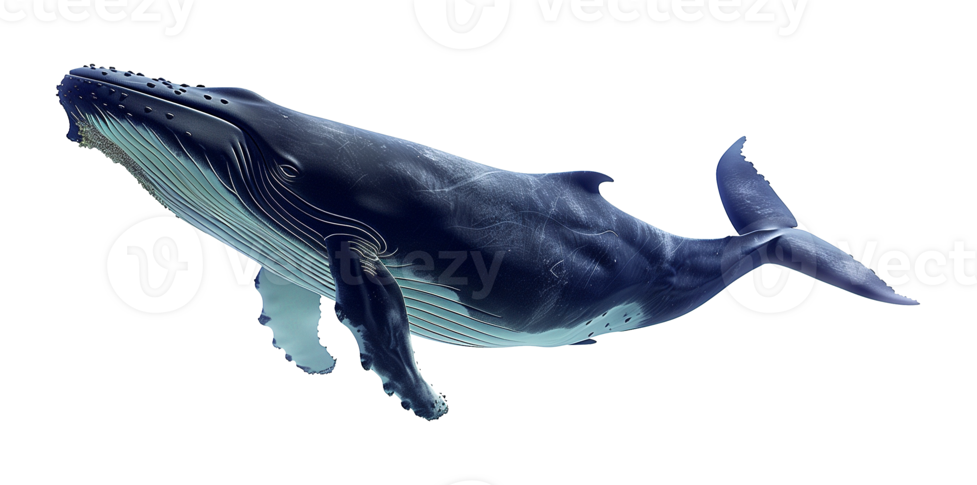 Whale Swimming Isolated on Transparent Background png