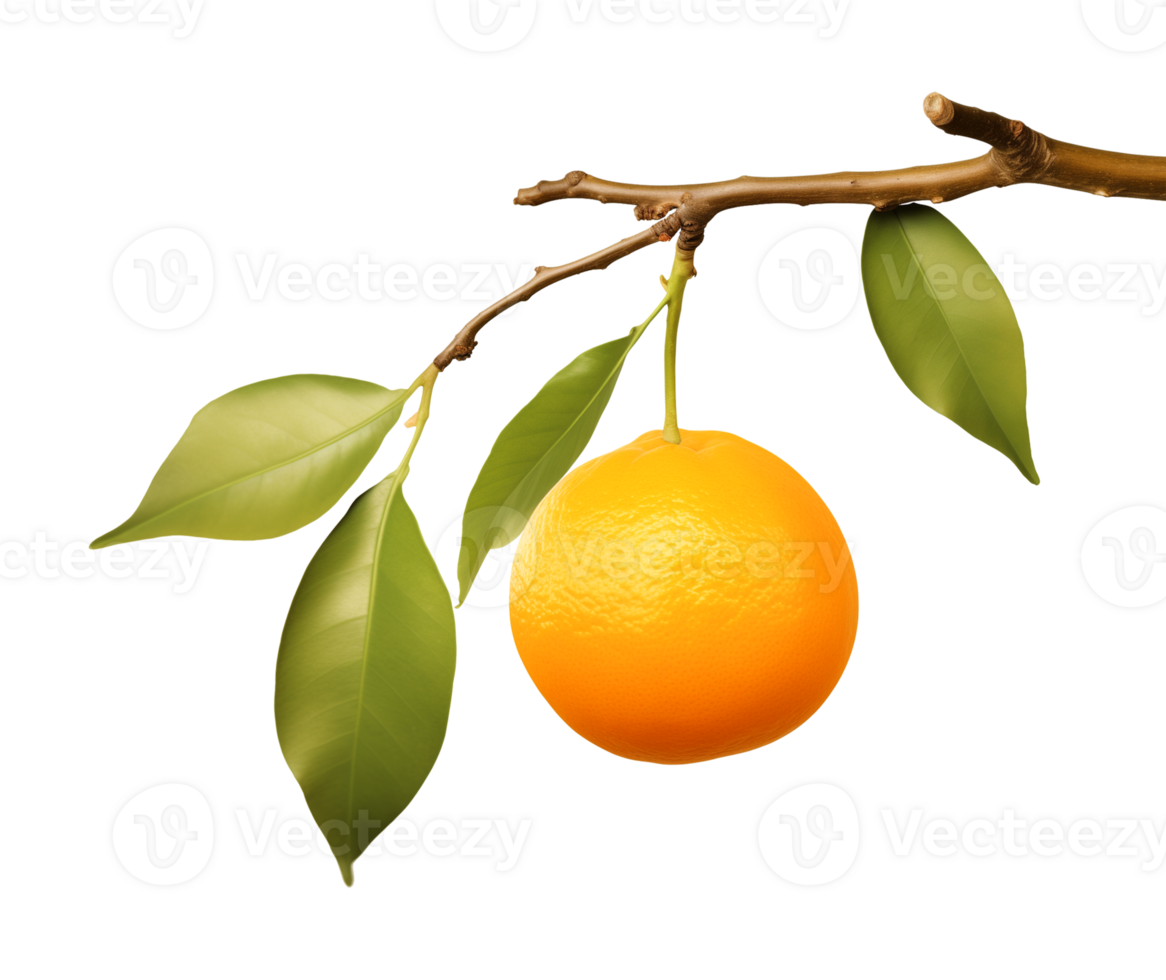 Orange on Branch Isolated on Transparent Background png