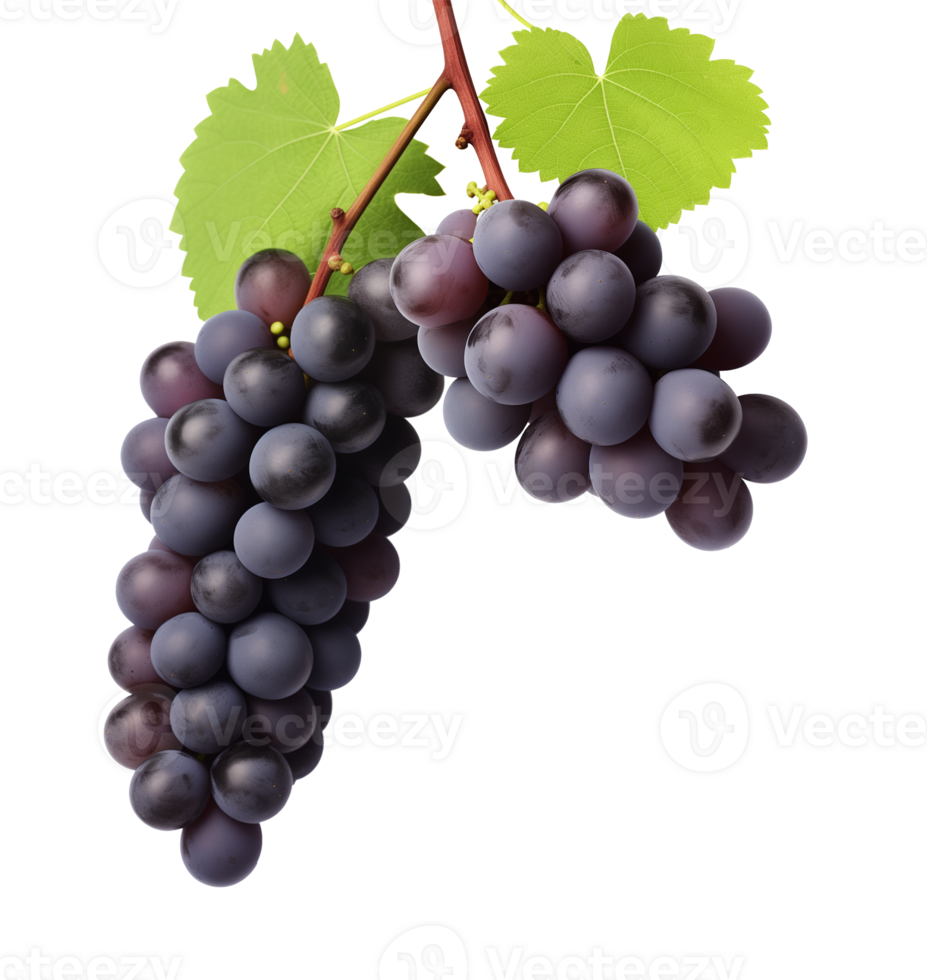 Grapes on Vines Isolated on Transparent Background png
