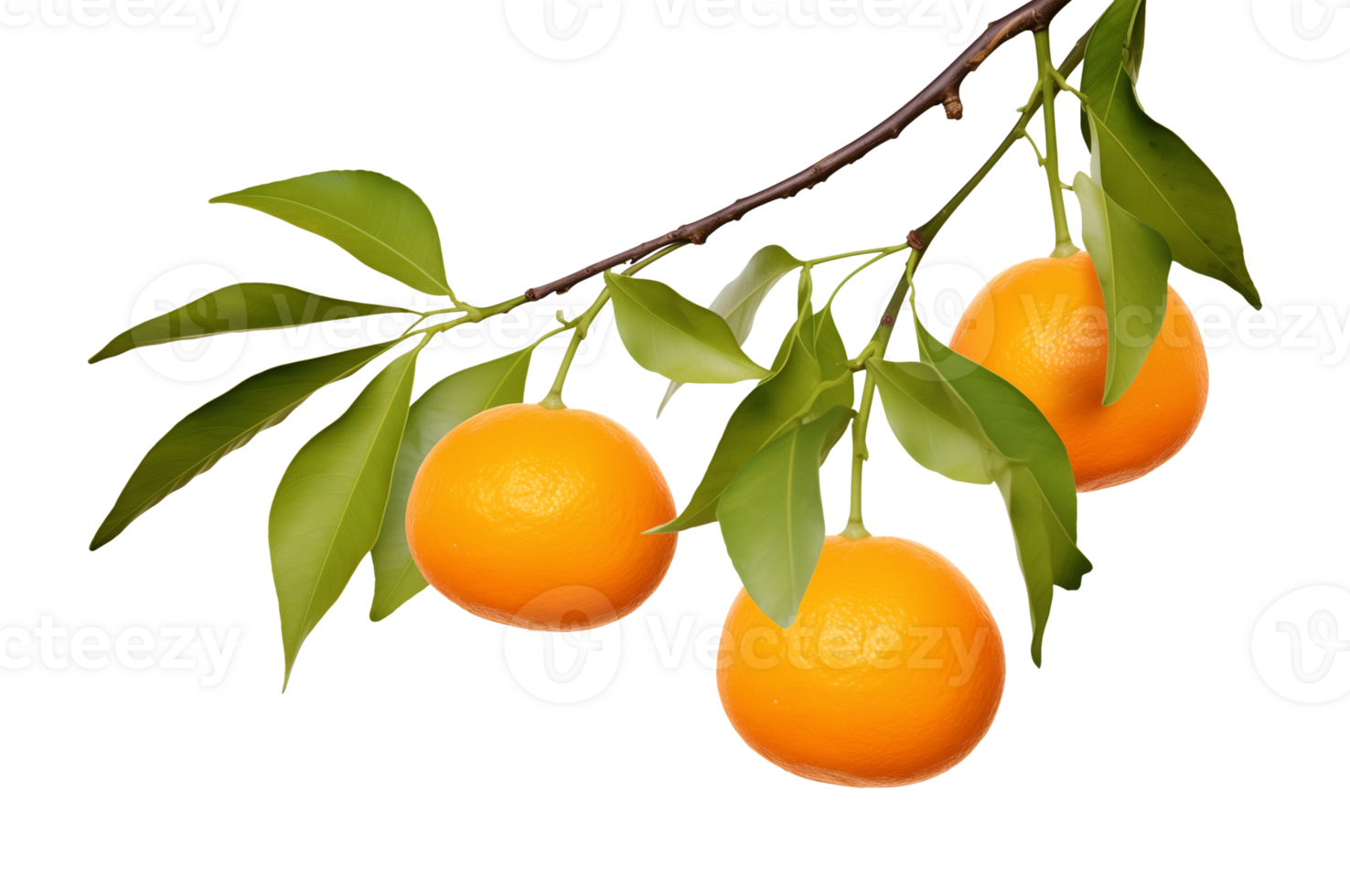 Oranges on Branch Isolated on Transparent Background png